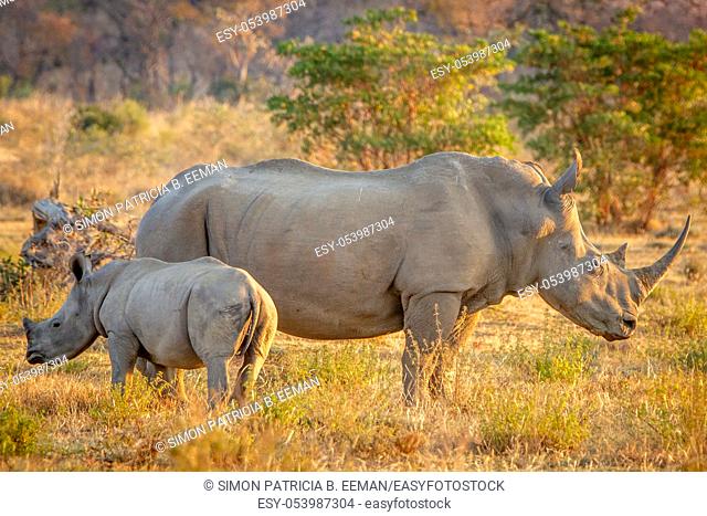 White rhino mother and baby calf standing in the grass, South Africa