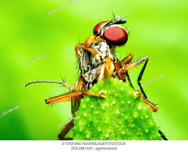 Two flies fighting (Musca domestica vs Scathophaga inquinata) - London, England