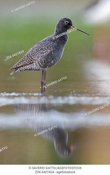 Spotted Redshank (Tringa erythropus), side view of an adult in summer plumage standing in the water, Campania, Italy