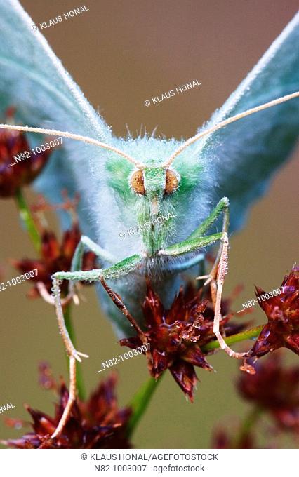 Close up of Large Emerald butterfly Geometra papilionaria in dew - Bavaria / Germany