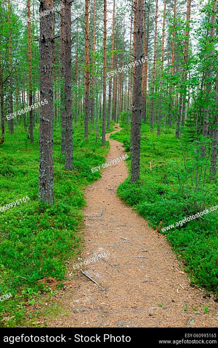 Small path trail in Finnish forest nature landscape