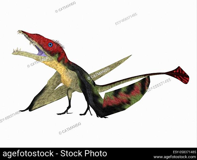 The carnivorous Eudimorphodon was a pterosaur flying reptile that lived in Italy in the Triassic Period