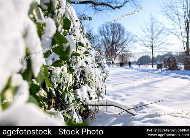 09 February 2021, North Rhine-Westphalia, Warendorf: Snow lies on a cherry laurel hedge at the Emssee in Warendorf. Photo: Guido Kirchner/dpa