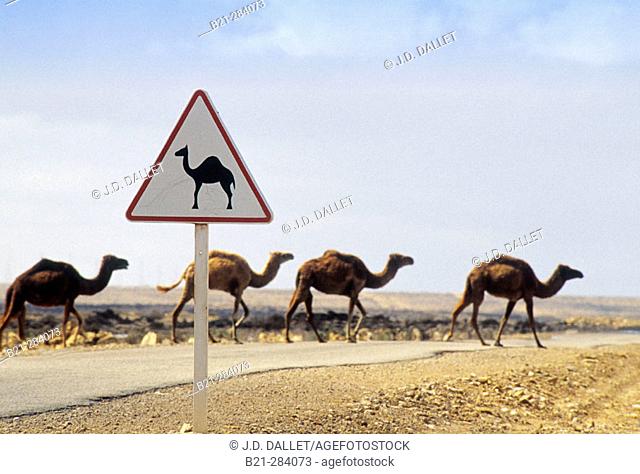 Camel caution sign. Morocco
