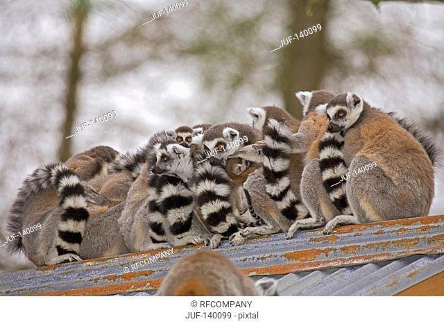 Ring-tailed Lemurs - sitting on roof / Lemur catta