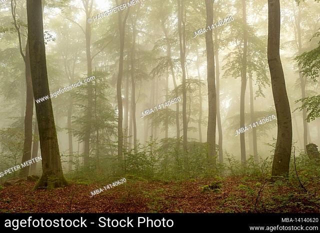 forest with fog near freudenburg, saar-hunsrück nature park, rhineland-palatinate, germany