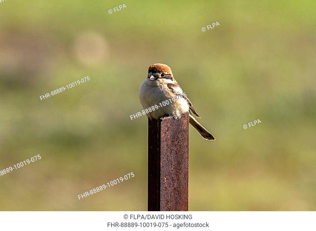 Woodchat Shrike female - Extremadura Spain