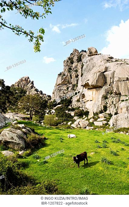 Cow in front of rocks, landscape near Aggius, Sardinia, Italy, Europe