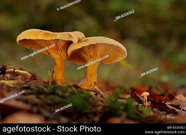 Two False Chanterelles (Hygrophoropsis aurantiaca) and young chanterelle in Eppstein, Taunus, Hesse, Germany, Europe