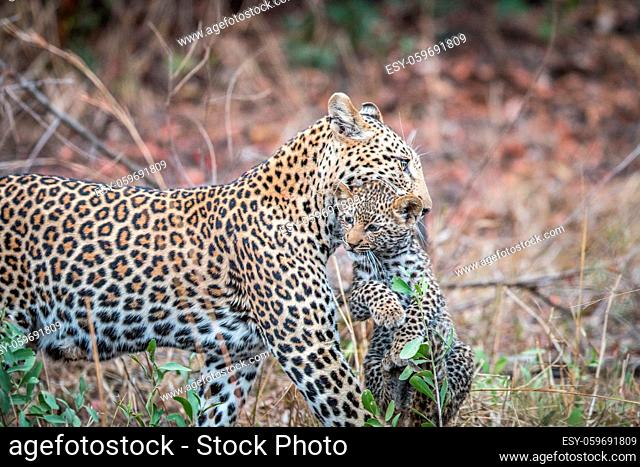 Leopard carrying a cub in the Kruger National Park, South Africa