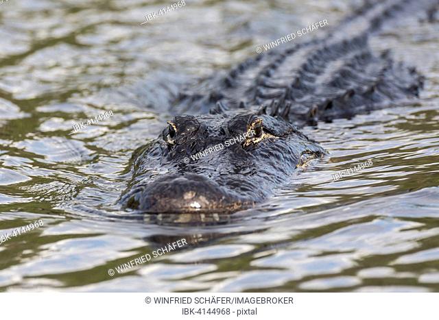 American alligator (Alligator mississippiensis) swimming in water, Everglades National Park, Florida, USA