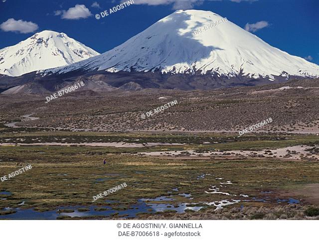 Wet grasslands (bofedales) with the Parinacota and Pomerame Volcanoes in the background, Lauca National Park, Chile