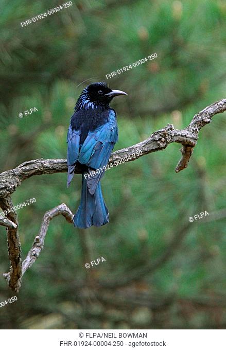 Hair-crested Drongo Dicrurus hottentottus brevirostris adult, perched on branch, Beidaihe, Hebei, China, may