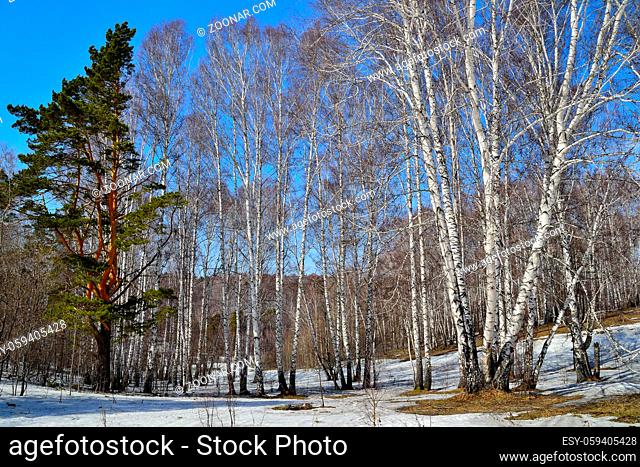 Spring thaw in the birch forest. Winter snow melts, thawed patches of dry grass, one green pine among white trunks of birch trees on a bright blue sky...