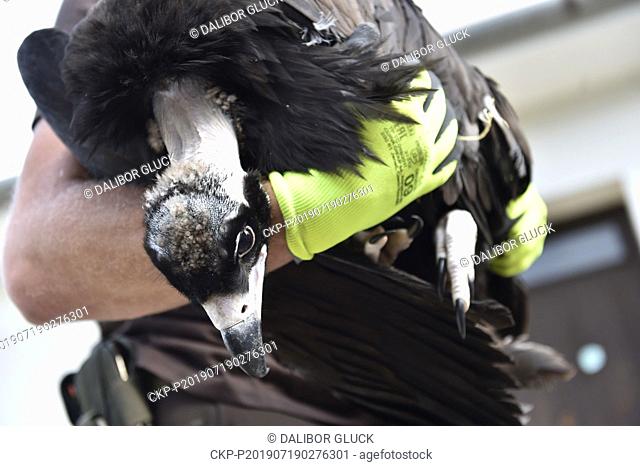 An employee in Zoo Zlin captures an young black (cinereous) vulture, which will be transferred to Bulgaria to be released in the Stara Planina mountain range