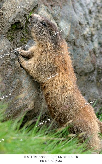 Alp-marmot (Marmota monax), Groß Glockner area, nationalpark Hohe Tauern, austria