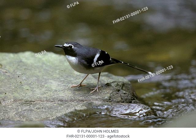 Slaty-backed Forktail Enicurus schistaceus On rock - Chebaling, Guangdong, PRC