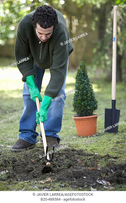 Digging with hoe to plant bush in garden. Gipuzkoa, Euskadi, Spain