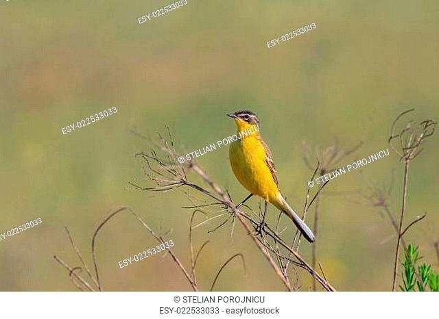 yellow wagtail warble