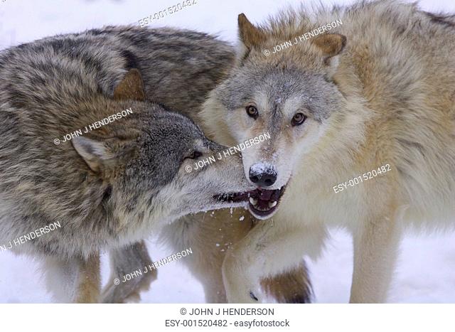 Gray or Arctic Wolves