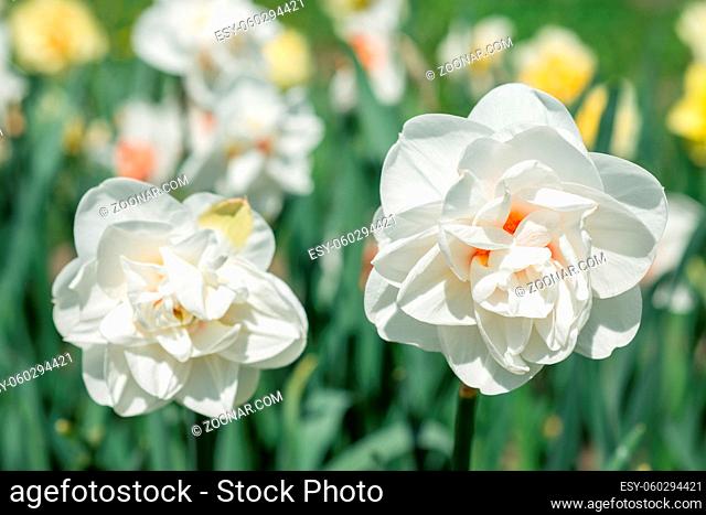 Flowers white daffodils