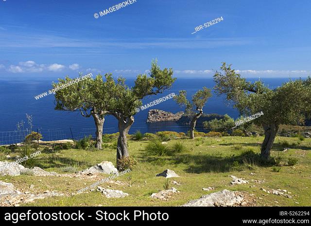 Headland Sa Foradada near Valldemossa, view from Miramar estate, Majorca, Balearic Islands, Spain, Valdemosa, olive tree, olive trees, Europe