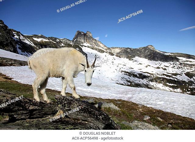 Mountain goat, valhalla provinial park, bc, canada