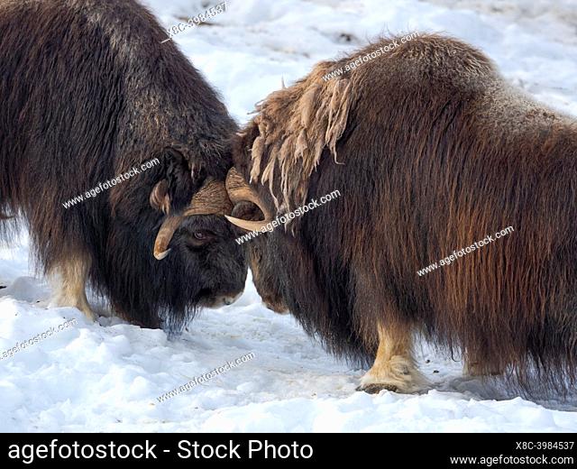 Bulls fighting. Muskox (or Muskoxen, Ovibos moschatus) in deep snow during winter. Europe, Scandinavia, Norway, Bardu, Polar Park enclosure