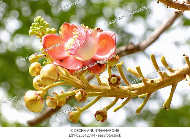 Couroupita guianensis, known by several common names, including cannonball tree, is a deciduous tree in the family Lecythidaceae