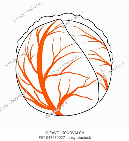 Cabbage Icon. Thin Line With Orange Fill Design. Vector Illustration
