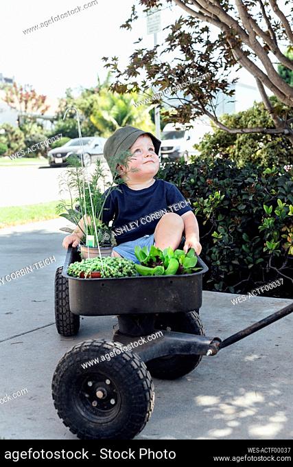 Boy looking up while sitting in wheelbarrow at plant nursery