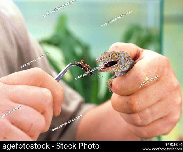 Tokay gecko (Gekko gecko) in human hand being fed insect, tokee
