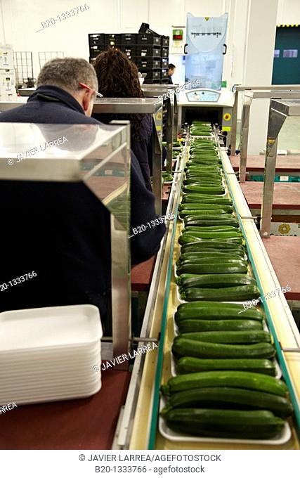 Packing zucchini, Mercabilbao fruits and vegetables wholesale market, Basauri, Bilbao, Bizkaia, Euskadi, Spain