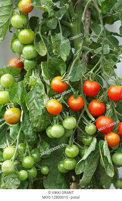 Ripening Tomato Plant