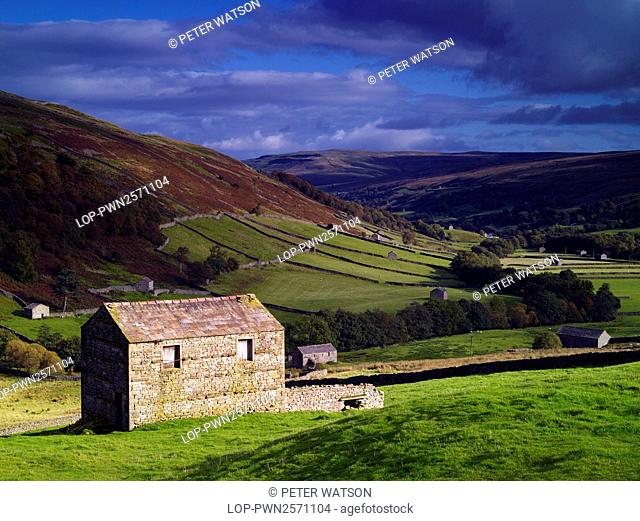 England, North Yorkshire, Near Thwaite. An abundance of large old limestone field barns in Swaledale in the Yorkshire Dales National Park