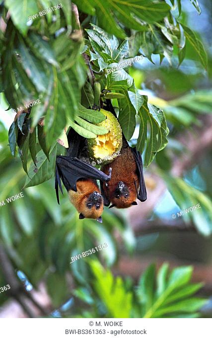 seychelles flying fox, seychelles fruit bat (Pteropus seychellensis), two flying foxes hanging head first in a tree, eating together at a breadfruit, Seychelles
