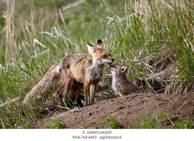 Red Fox (Vulpes vulpes) (Vulpes fulva) vixen and kit, Yellowstone National Park, Wyoming, United States of America, North America