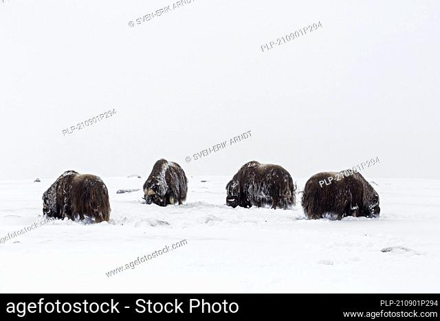 Muskoxen (Ovibos moschatus) muskox herd eating lichens on snow covered tundra in winter, Dovrefjell–Sunndalsfjella National Park, Norway