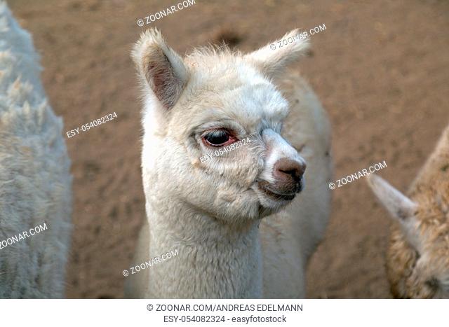 Portrait eines Lama Babys