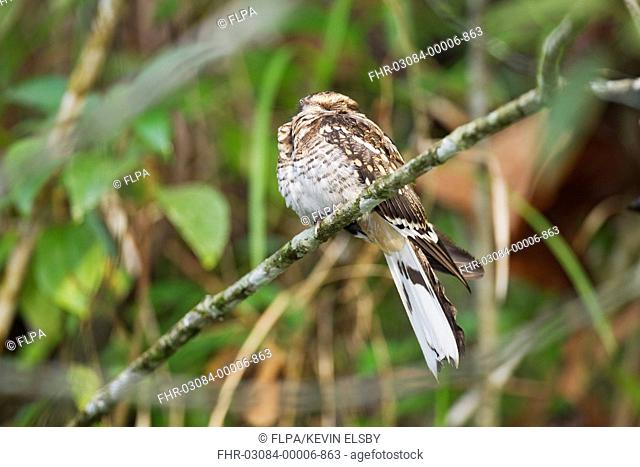 White-tailed Nightjar (Caprimulgus cayennensis) adult, perched on branch at daytime roost, Tobago, Trinidad and Tobago, November