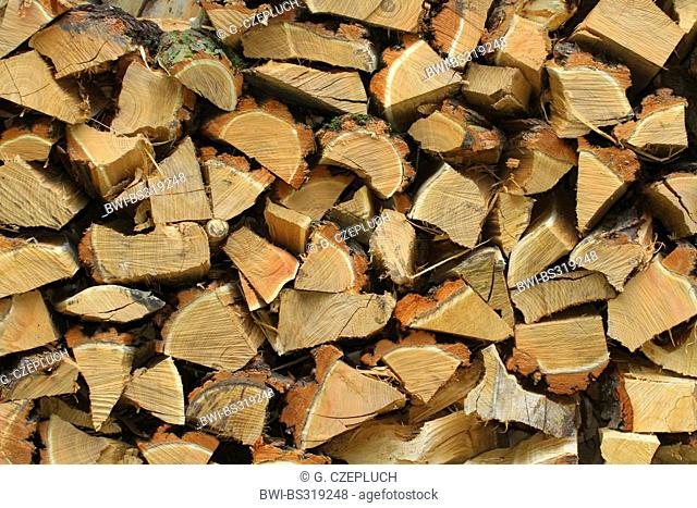 black locust, common locust, robinia (Robinia pseudo-acacia, Robinia pseudoacacia, Robinia pseudacacia), pile of wood billets serving as firewood, Germany