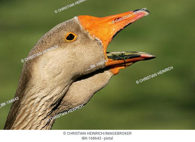 European gray goose - grey goose (Anser anser)