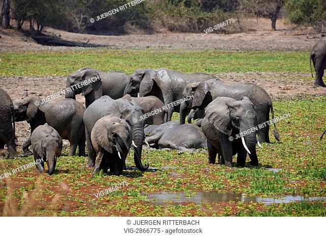ZAMBIA, SOUTH, 01.10.2010, herd of African Bush Elephant at waterhole, Loxodonta africana, South Luangwa National Park, Zambia, Africa - South, Zambia
