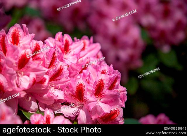 Rhododendron flowers close in the sunlight. Copyspace. Background of flowers