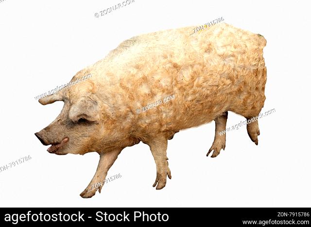 Wollschwein, Mangalica