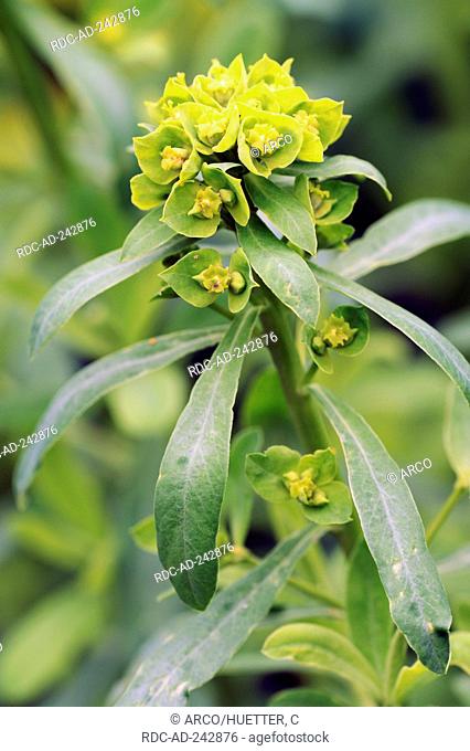 Leafy Spurge Euphorbia esula Green Spurge