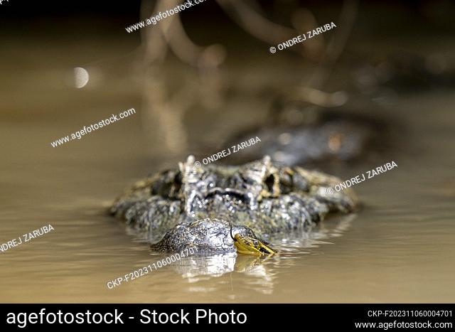 yacare caiman fighting with anaconda in Pantanal (CTK Photo/Ondrej Zaruba)