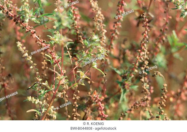 Annual ragweed, Common ragweed, Bitter-weed, Hog-weed, Roman wormwood (Ambrosia artemisiifolia), detail
