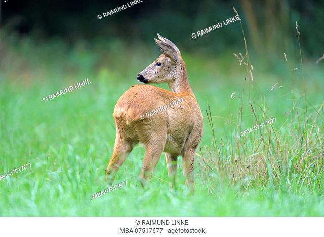 Roe Deer, Capreolus capreolus, Springtime, Germany, Europe