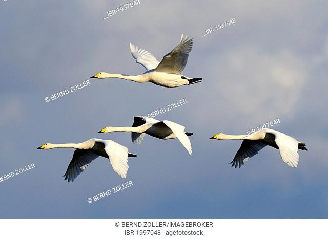 Whooper swans (Cygnus cygnus), flying animal family, Hornborgasjoen, Vaestergoetland, Sweden, Scandinavia, Europe
